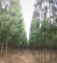 casuarina